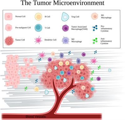 The significance of glycolysis in tumor progression and its relationship with the tumor microenvironment